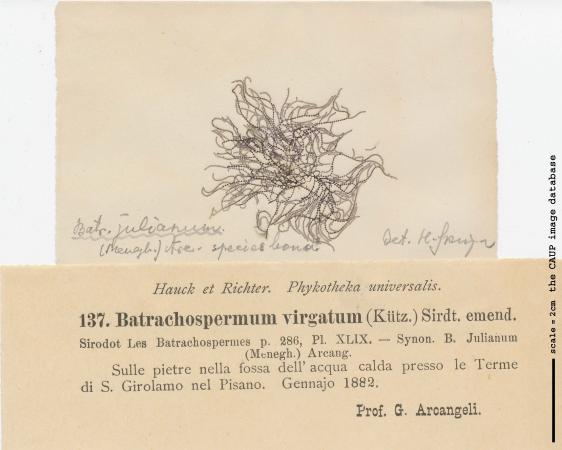 Batrachospermum helminthosum.jpg